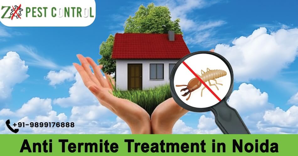 Anti Termite Treatment in Noida